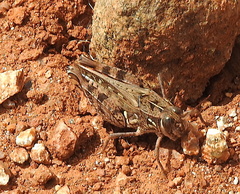 Acorypha glaucopsis