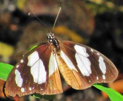 Amauris ochlea ochlea