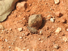 Acorypha glaucopsis