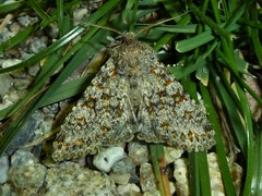 Polymixis flavicincta