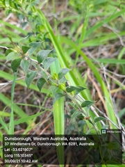 Acacia huegelii