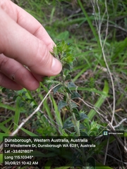 Acacia huegelii