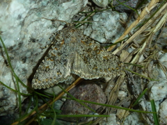 Polymixis flavicincta