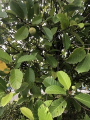 Dillenia philippinensis