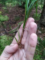 Carex elongata