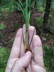 Carex elongata