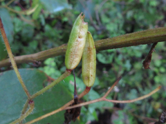 Tricyrtis macropoda