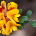 Pultenaea stricta - Photo (c) Bill Higham, μερικά δικαιώματα διατηρούνται (CC BY-NC-ND)