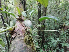 Anthurium crassiradix