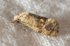 Cochylis bucera