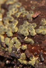 Dothideomycetes