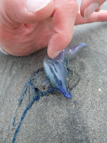 photo of Portuguese Man O' War (Physalia physalis)