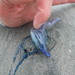 photo of Portuguese Man O' War (Physalia physalis)