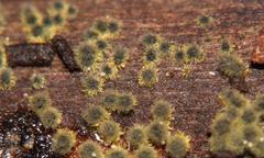 Dothideomycetes