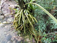 Anthurium crassiradix