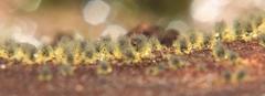 Dothideomycetes
