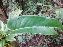 Anthurium crassiradix