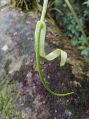 Anthurium crassiradix
