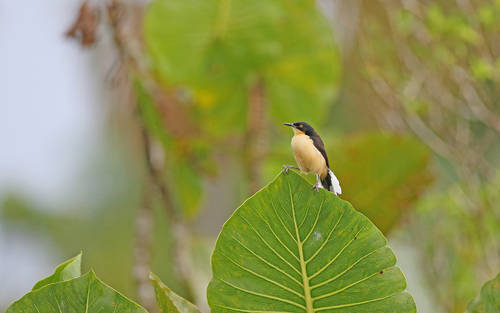 Black-capped Donacobius (Donacobius atricapilla), photo 6
