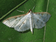 Palpita inusitata