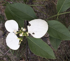 Coelospermum decipiens