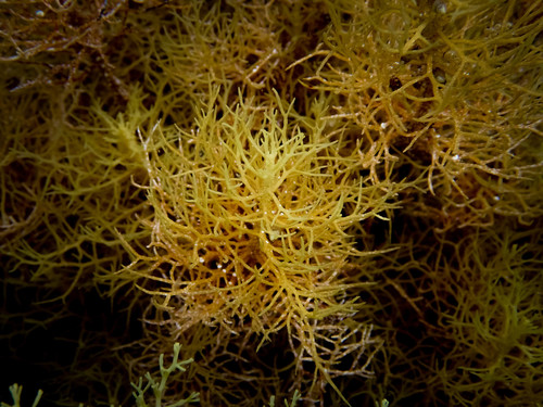 Representative image of Cystoseira aurantia