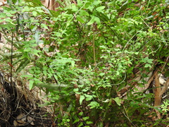 Lygodium microphyllum