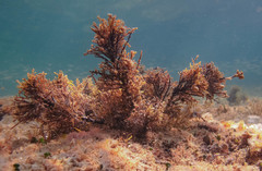 Ericaria crinita