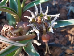 Euphorbia pseudotuberosa