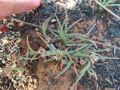Euphorbia pseudotuberosa
