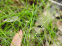 Isolepis inundata