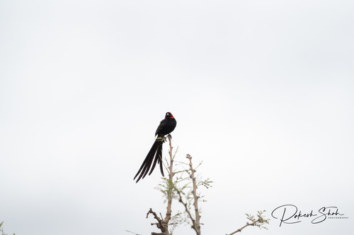 Red-cowled Widowbird (Euplectes laticauda), photo 3