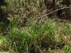 Rhynchospora corymbosa