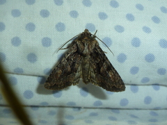 Dryobotodes tenebrosa