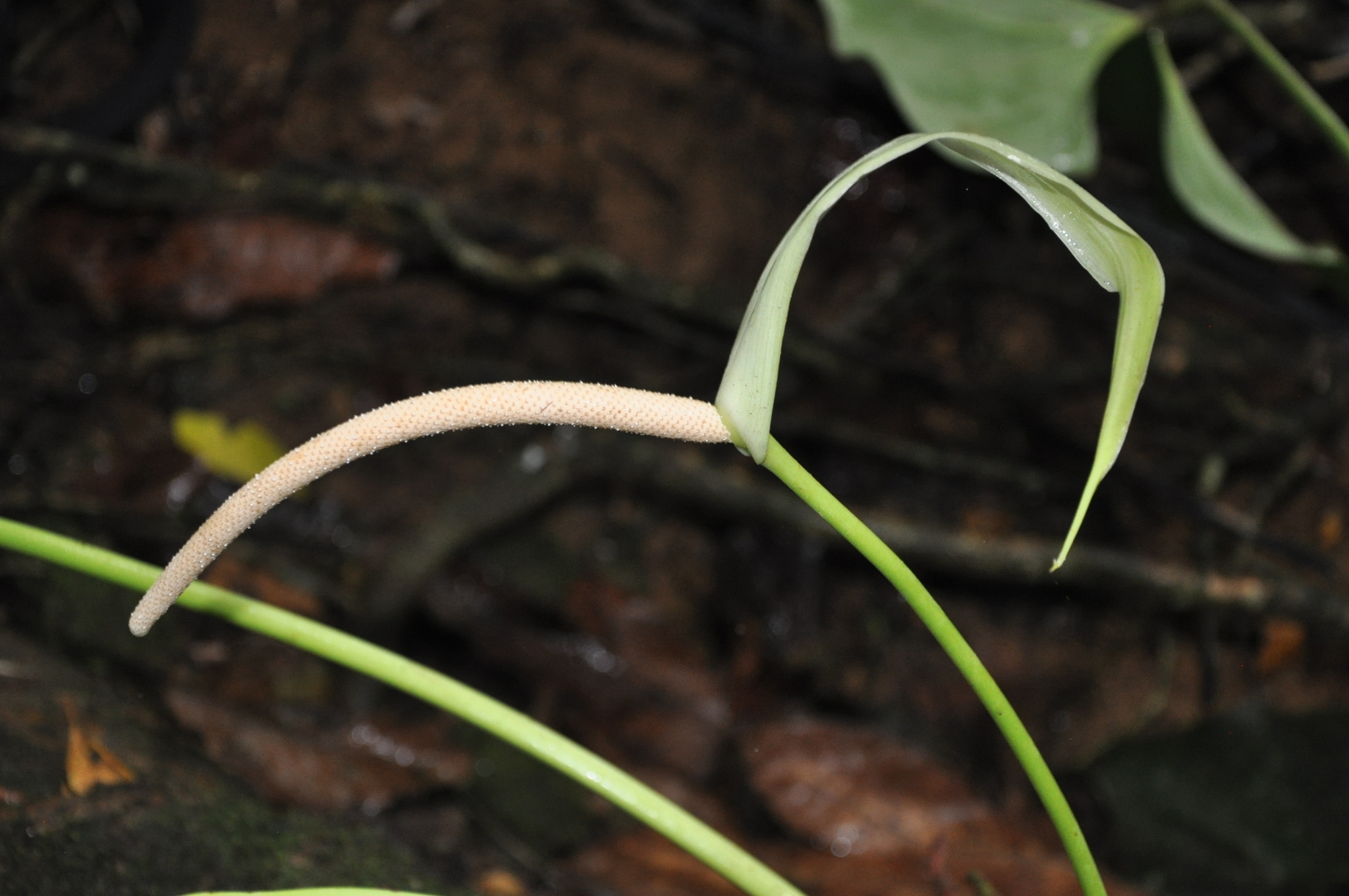 Anthurium penonomense 2