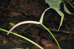 Anthurium penonomense