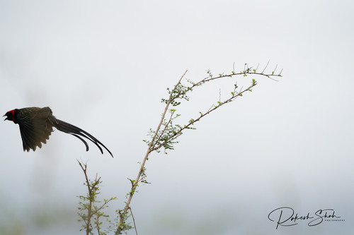 Red-cowled Widowbird (Euplectes laticauda), photo 6