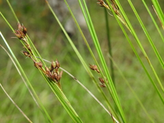 Rhynchospora brownii