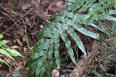 Blechnum camfieldii