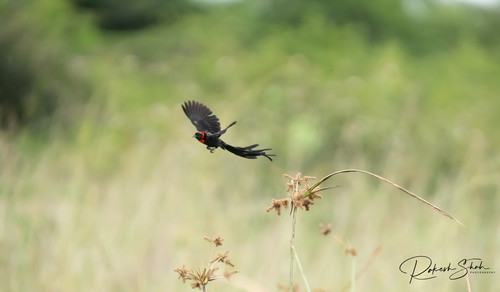 Red-cowled Widowbird (Euplectes laticauda), photo 4