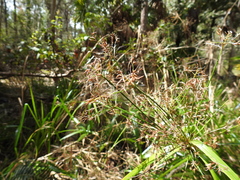 Rhynchospora corymbosa