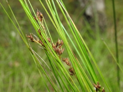 Rhynchospora brownii