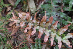 Blechnum camfieldii