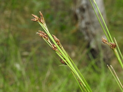 Rhynchospora brownii