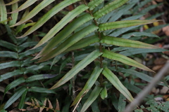 Blechnum camfieldii