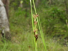 Rhynchospora brownii