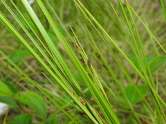 Rhynchospora brownii