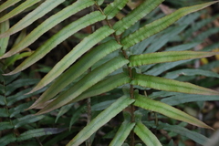 Blechnum camfieldii