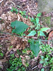 Thladiantha nudiflora