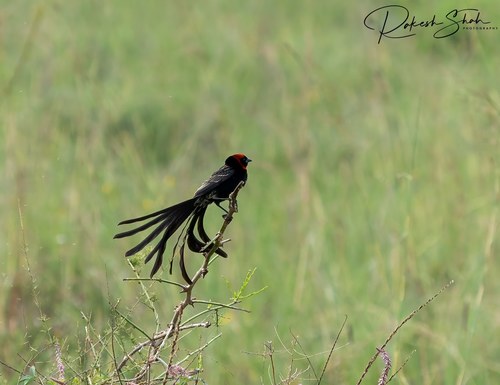 Red-cowled Widowbird (Euplectes laticauda), photo 9